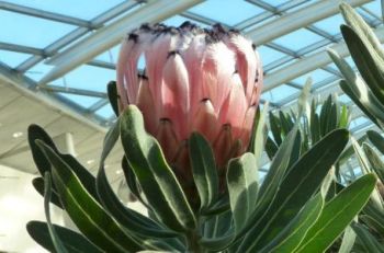 National Botanic Gardens